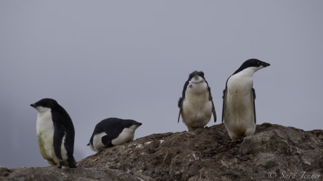 HDS30-20, DAY 05, 19 FEB Yalours 3 - Oceanwide Expeditions.jpg