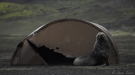 HDS30-20, DAY 07, 21 FEB Whalers Bay 7 - Oceanwide Expeditions.jpg