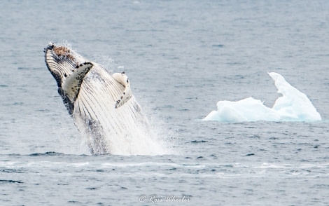 Breaching Humpback whale © Ross Wheeler - Oceanwide Expeditions.jpg