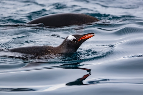 HDS30-20, DAY 06, 20 FEB pippalow-6303 - Oceanwide Expeditions.jpg