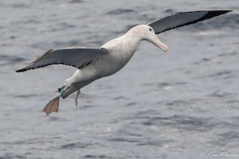 HDS30-20, DAY 02, 16 FEB Wondering_Albatross_Ringed_16.02.2020 - Oceanwide Expeditions.jpg