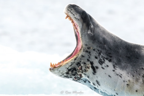 HDS30-20, DAY 04, 18 FEB Leopoard Seal Teeth3 - Oceanwide Expeditions.jpg