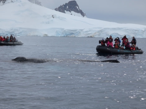 PLA30-20, Day 08, 23 FEB, Wilhelmina & Foyn, P1030190 -Oceanwide Expeditions.JPG