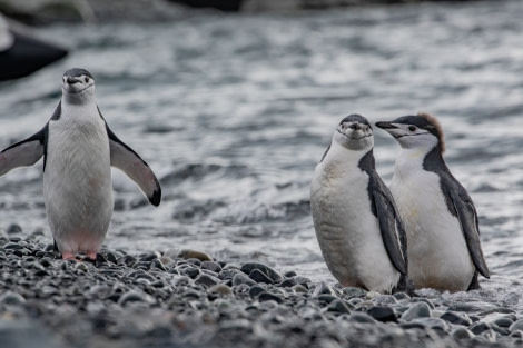 HDS29-20, DAY 08, 12 FEB pippalow-5408 - Oceanwide Expeditions.jpg