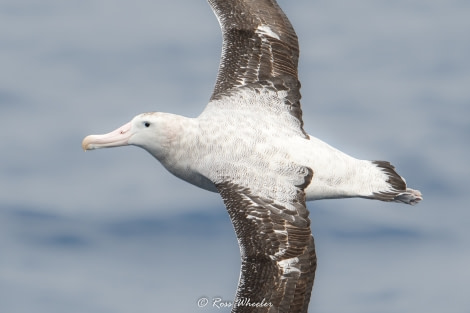 HDS30-20, DAY 02, 16 FEB wonderer - Oceanwide Expeditions.jpg