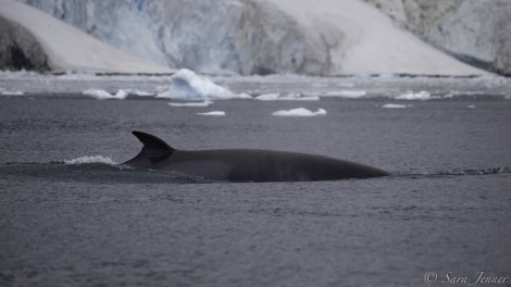 Port Charcot whale © Sara Jenner - Oceanwide Expeditions.jpg