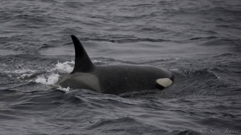 HDS29-20, DAY 07, 11 FEB Orca 3 - Oceanwide Expeditions.jpg