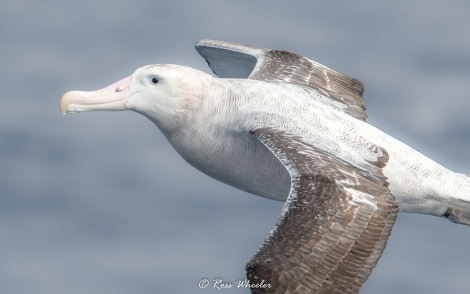 HDS30-20, DAY 02, 16 FEB wonderer3 - Oceanwide Expeditions.jpg