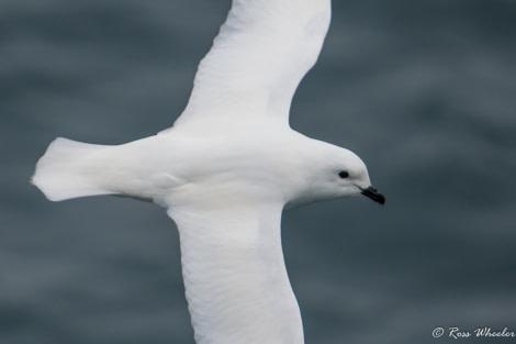 HDS29-20, DAY 04, 08 FEB snow petrel - Oceanwide Expeditions.jpg