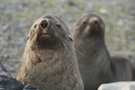 PLA30-20, Day 09, 24 FEB, Whalers & Half Moon, D9_RegisPerdriat (28) -Oceanwide Expeditions.jpg