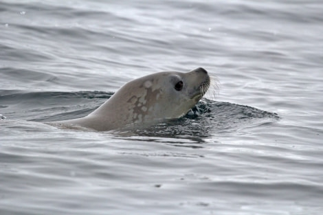 PLA30-20, Day 06, 21 FEB, Detaille, D6_RegisPerdriat (1) -Oceanwide Expeditions.jpg