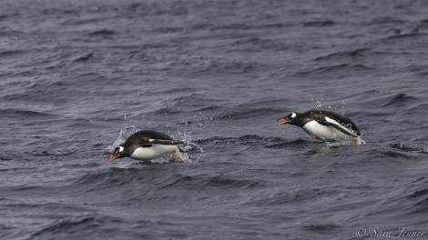 HDS30-20, DAY 04, 18 FEB Port Charcot 5 - Oceanwide Expeditions.jpg