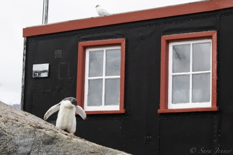 HDS29-20, DAY 06, 10 FEB Port Lockroy 1 - Oceanwide Expeditions.jpg