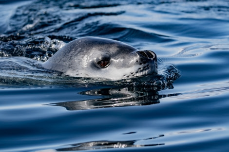 HDS30-20, DAY 04, 18 FEB pippalow-5662 - Oceanwide Expeditions.jpg