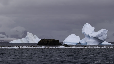 HDS29-20, DAY 07, 11 FEB Dobrowolski 16 - Oceanwide Expeditions.jpg