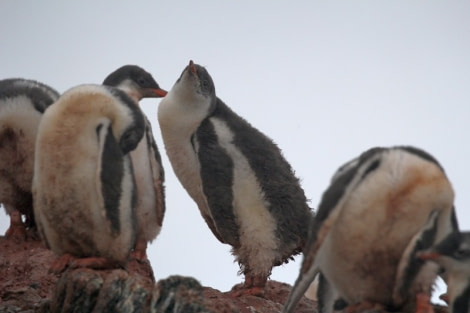 PLA30-20, Day 07, 22 FEB, Damoy & Stony, D7_RegisPerdriat (10) -Oceanwide Expeditions.jpg