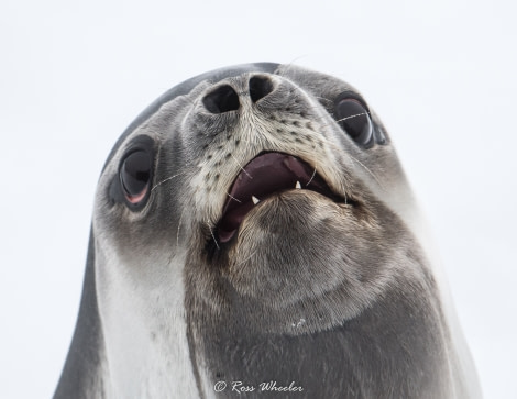 Ross Seal © Ross Wheeler - Oceanwide Expeditions.jpg