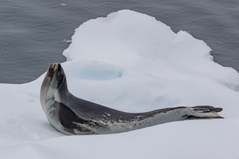 HDS29-20, DAY 04, 08 FEB pippalow-3920-2 - Oceanwide Expeditions.jpg