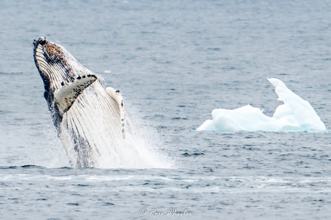 HDS30-20, DAY 06, 20 FEB Humpback Breach2 - Oceanwide Expeditions.jpg
