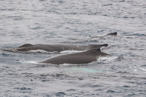 HDS29-20, DAY 06, 10 FEB pippalow-4463 - Oceanwide Expeditions.jpg