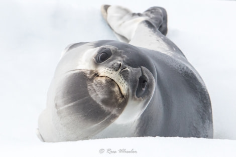 Ross Seal © Ross Wheeler - Oceanwide Expeditions.jpg