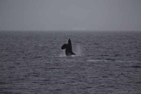 HDS29-20, DAY 07, 11 FEB Orca 9 - Oceanwide Expeditions.jpg