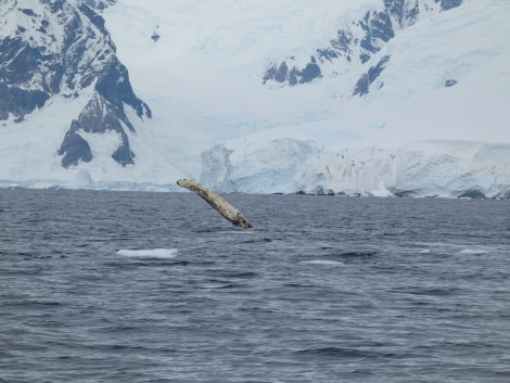 PLA30-20, Day 08, 23 FEB, Wilhelmina & Foyn, P1030167 -Oceanwide Expeditions.JPG