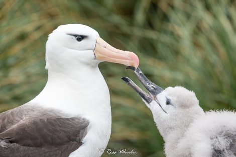 HDS31-20, Day 03, 26 Feb Black-Browed Albatross With Chick - Oceanwide Expeditions.jpg