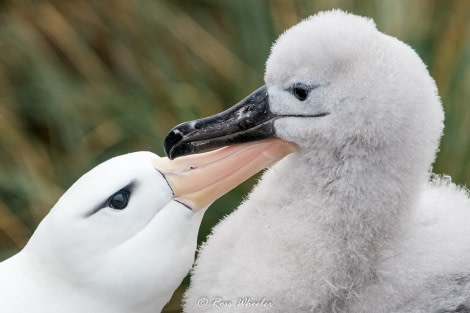HDS31-20, Day 03, 26 Feb Black-Browed Albatross With Chick6 - Oceanwide Expeditions.jpg