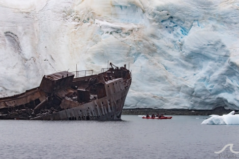 PLA31-20, Day 08, Foyne_Orne pippalow-7132 -Oceanwide Expeditions.jpg