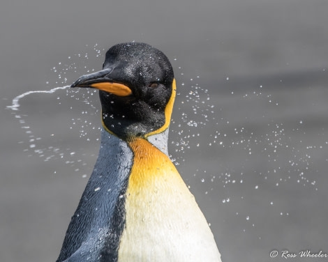 HDS31-20, Day 09, 03 Mar King Penguins5 - Oceanwide Expeditions.jpg