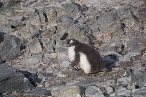 PLA31-20, Day 07, Damoy_Jougla Point Day7_Damoy_Steffi_Liller -Oceanwide Expeditions.JPG