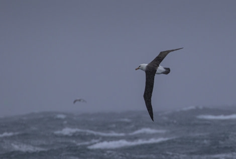 HDS31-20, Day 11, 05 Mar Martin_Berg_Black_Browed_Albatross - Oceanwide Expeditions.jpg