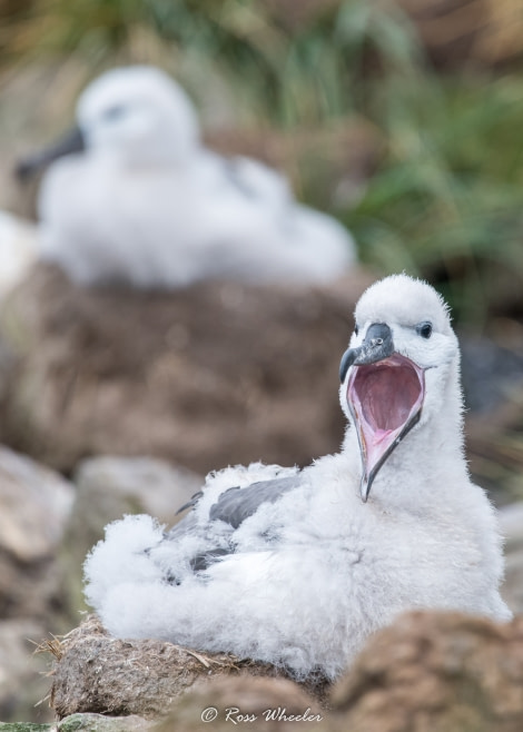 HDS31-20, Day 03, 26 Feb Black-Brow Chick - Oceanwide Expeditions.jpg