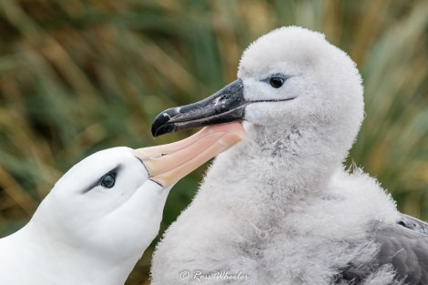 HDS31-20, Day 03, 26 Feb Black-Browed Albatross With Chick5 - Oceanwide Expeditions.jpg