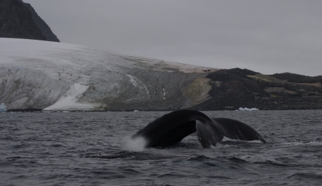 PLA31-20, Day 08, Foyne_Orne Nelleke 3 -Oceanwide Expeditions.jpeg