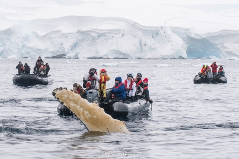 HDS31-20, Day 20, 14 Mar Zodiac Cruise(4) 14 March 2020 - Oceanwide Expeditions.jpg