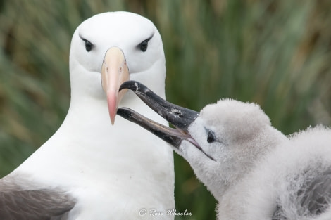 HDS31-20, Day 03, 26 Feb Black-Browed Albatross With Chick2 - Oceanwide Expeditions.jpg
