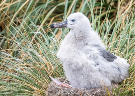 HDS31-20, Day 03, 26 Feb Black-Brow Chick2 - Oceanwide Expeditions.jpg