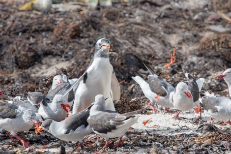 HDS31-20, Day 03, 26 Feb gentooPuke9 - Oceanwide Expeditions.jpg