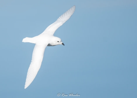 HDS31-20, Day 15, 09 Mar Snow Petrel - Oceanwide Expeditions.jpg