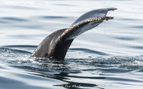 HDS31-20, Day 16, 10 Mar Humpback Fluke - Oceanwide Expeditions.jpg