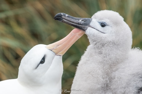 HDS31-20, Day 03, 26 Feb Black-Browed Albatross With Chick7 - Oceanwide Expeditions.jpg