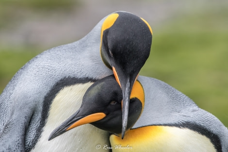 HDS31-20, Day 08, 02 Mar King Penguin3 - Oceanwide Expeditions.jpg