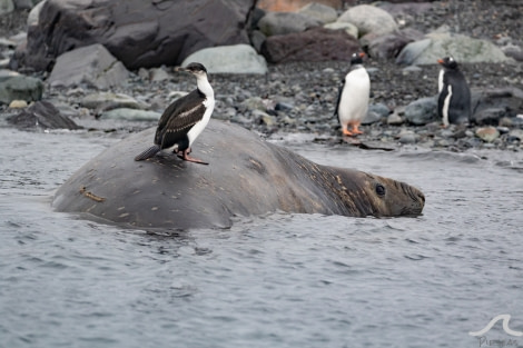 PLA31-20, Day 09, Half Moon_Yankeepippalow-7512 -Oceanwide Expeditions.jpg