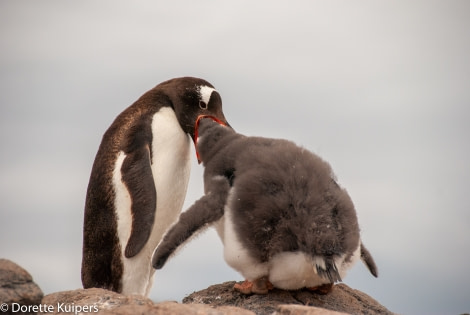 PLA31-20, Day 06, Lemaire_Petermann_Pleneau feeding Gentoos -Oceanwide Expeditions.jpg