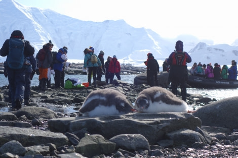 PLA31-20, Day 07, Damoy_Jougla Point Nelleke 6 -Oceanwide Expeditions.jpeg