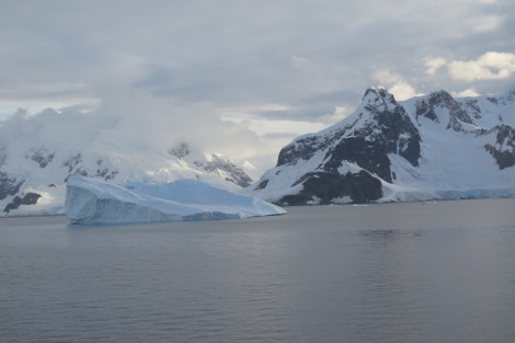 PLA31-20, Day 05, Brown_Neko 06 Niko Dave McKinley -Oceanwide Expeditions.jpg