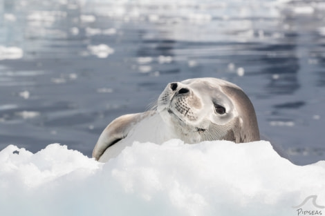 Crabeater seal, Neko Harbour © Pippa Low - Oceanwide Expeditions