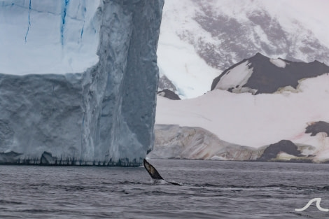 PLA31-20, Day 08, Foyne_Orne pippalow-7207 -Oceanwide Expeditions.jpg